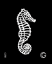 Picture of Basic - HD Stencil -  Seahorse - B05 (4pc/pk)